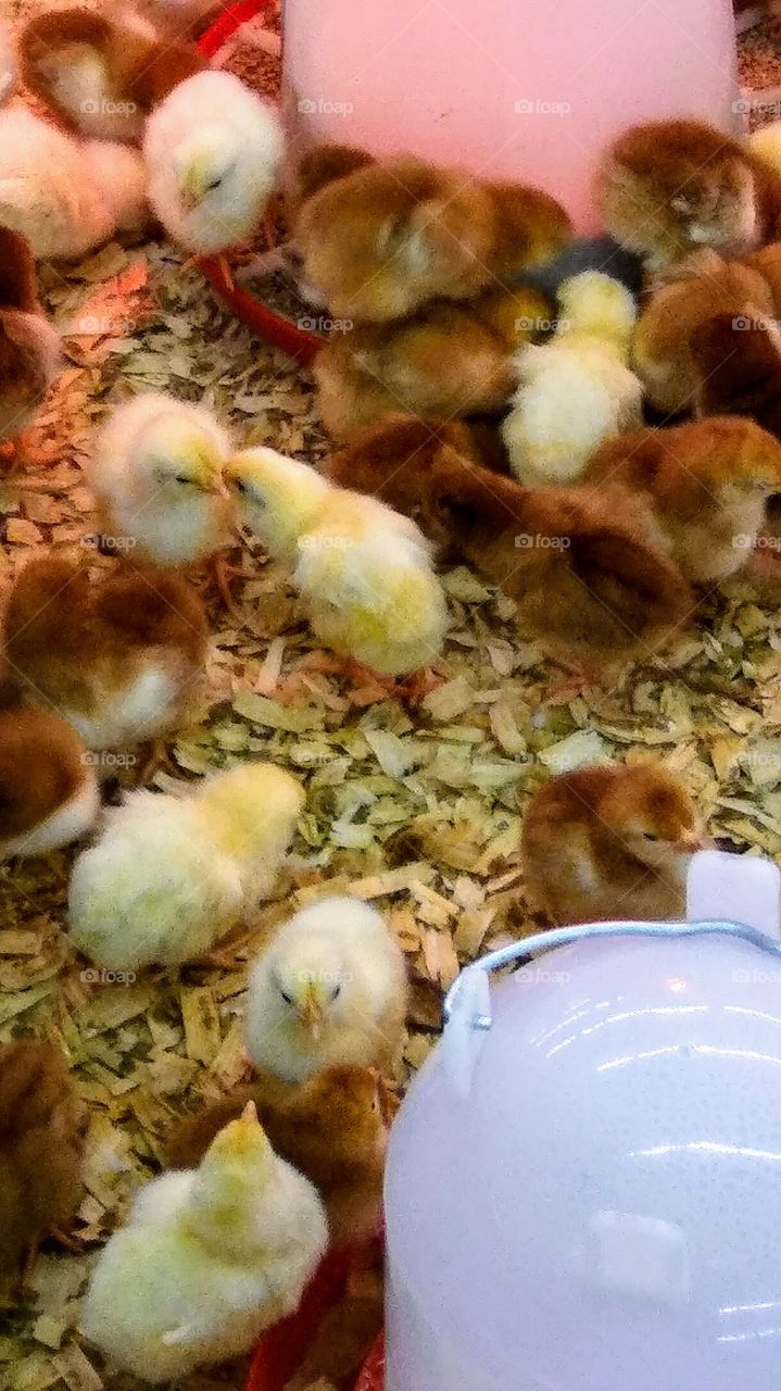 chicks