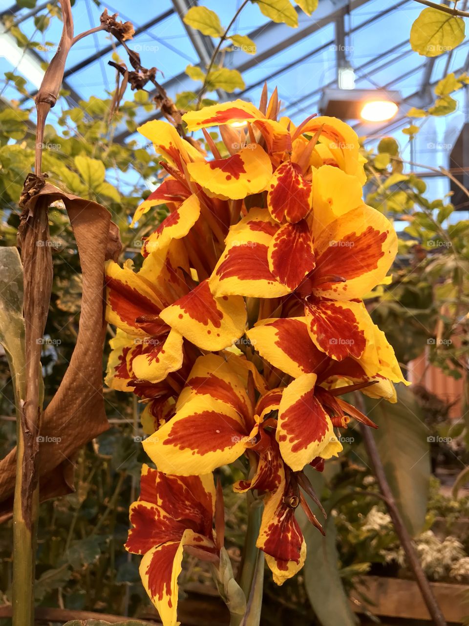 Gorgeous vibrant bright orange and red and yellow flowers on a vine in a rooftop greenhouse