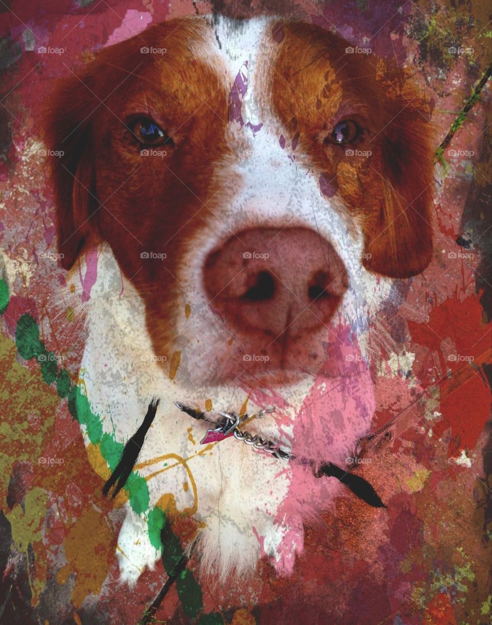 Paint splattered dog. Paint splattered dog