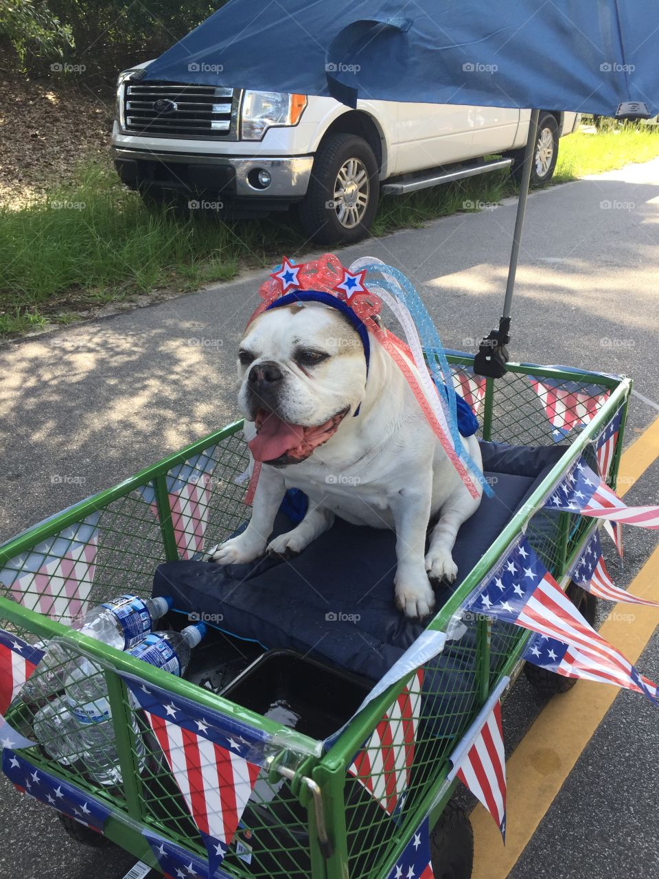 Patriotic bulldog