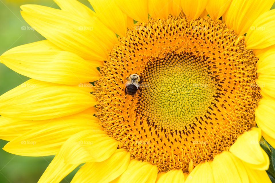A bee on a sunflower 