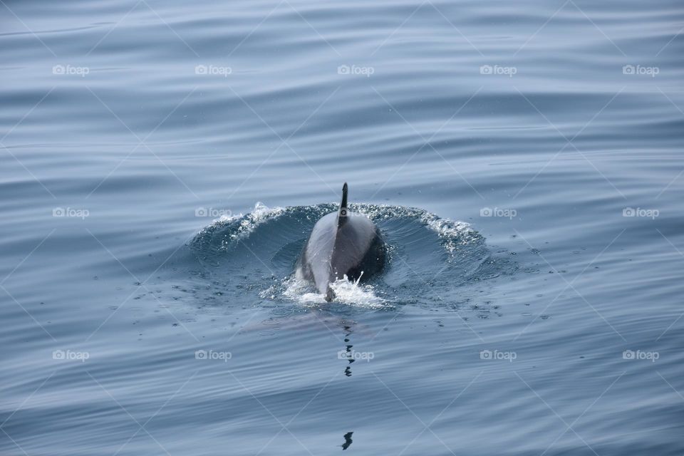 Delfín en el mar