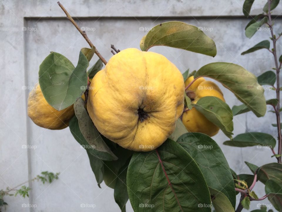 Quince, closeup view 