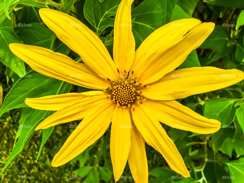 Bright yellow flower