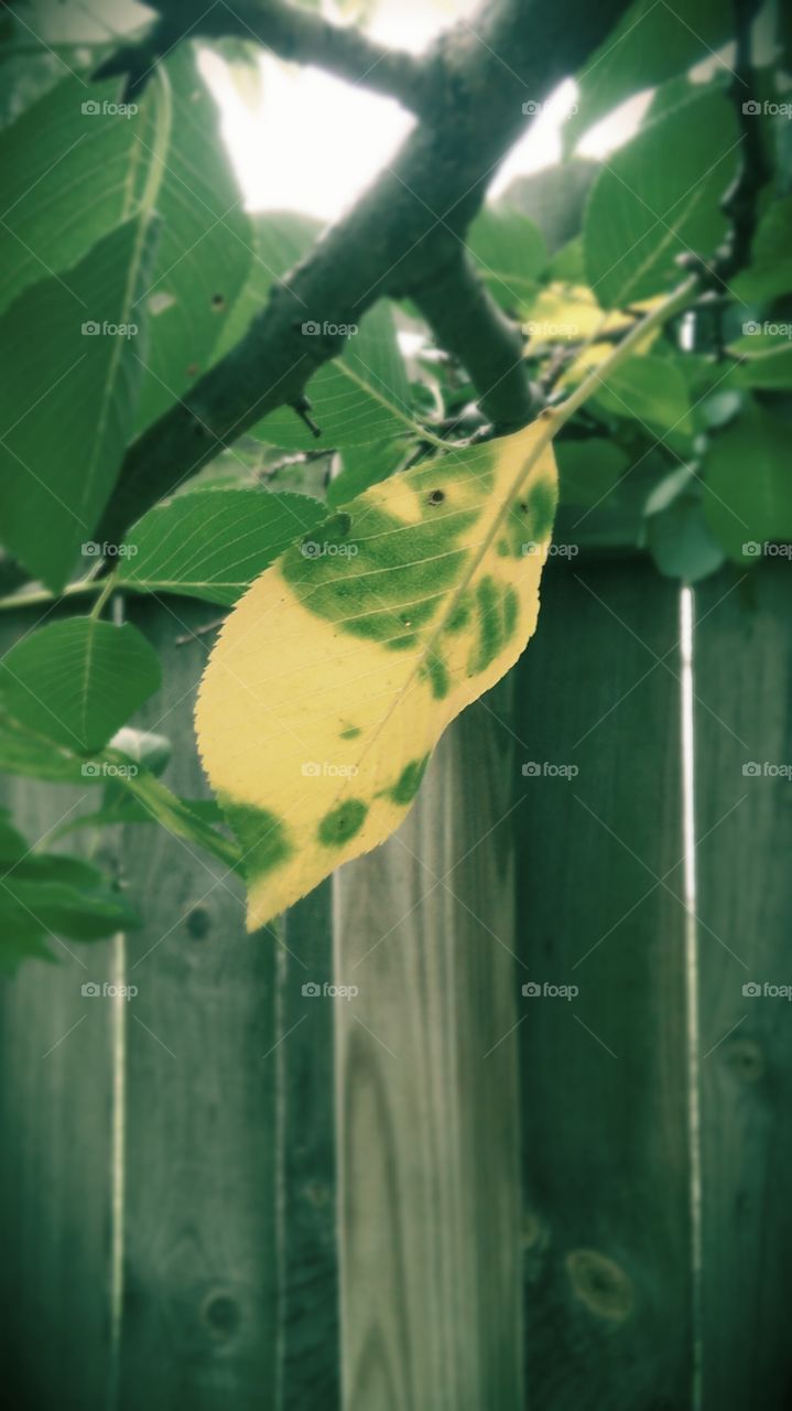 Leaf, Flora, Nature, No Person, Desktop