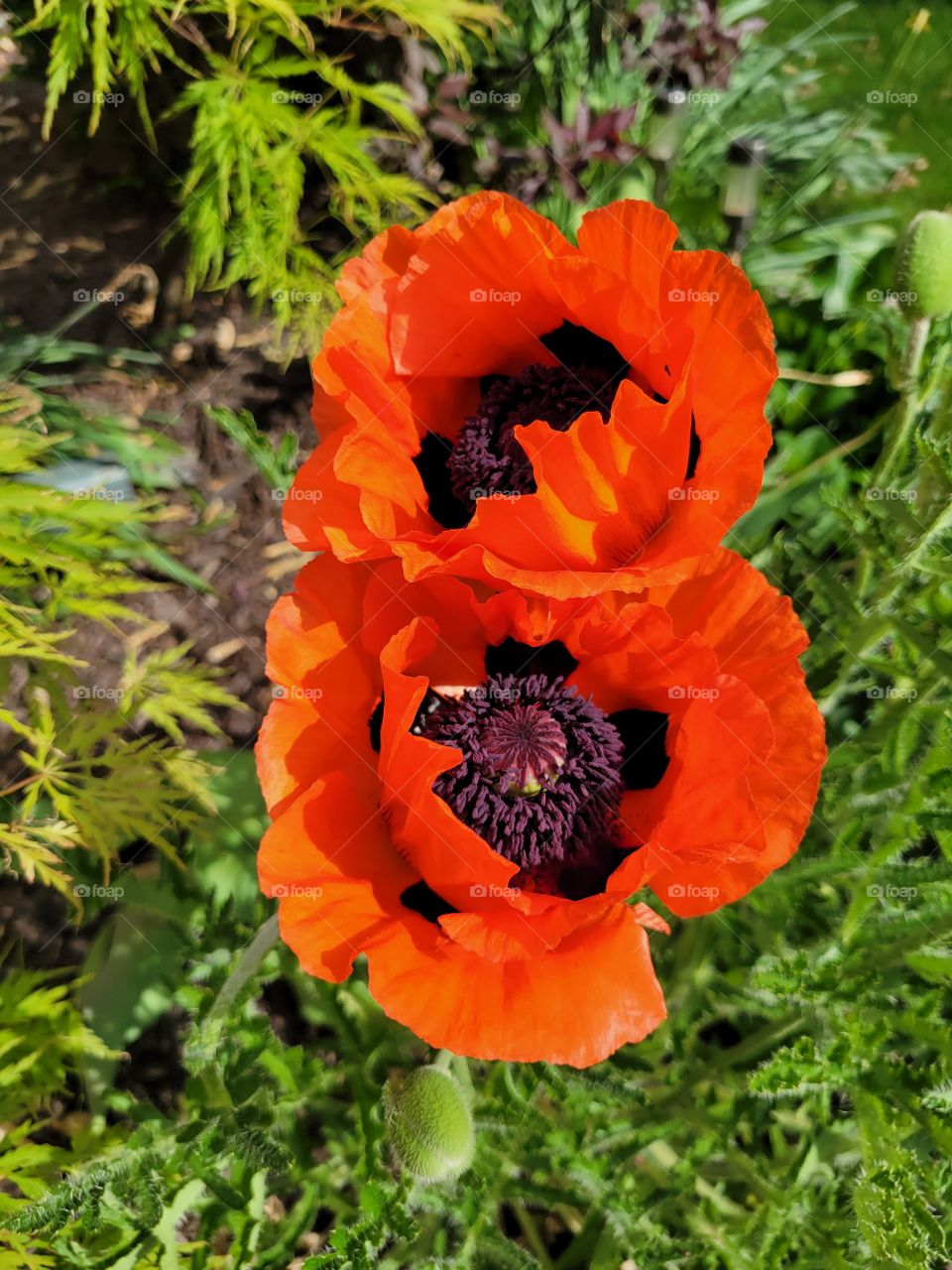 Popping Poppies