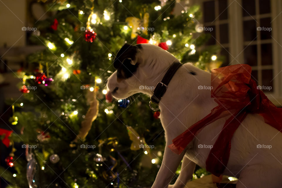 Cute little Dog with red bow looking at Christmas tree