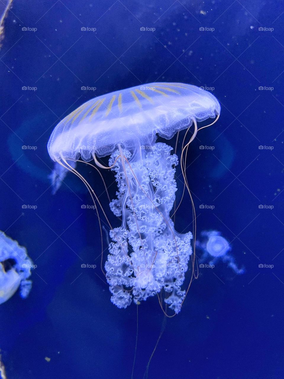 Jellyfish