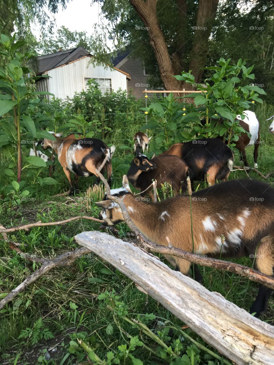 Goat lunch time