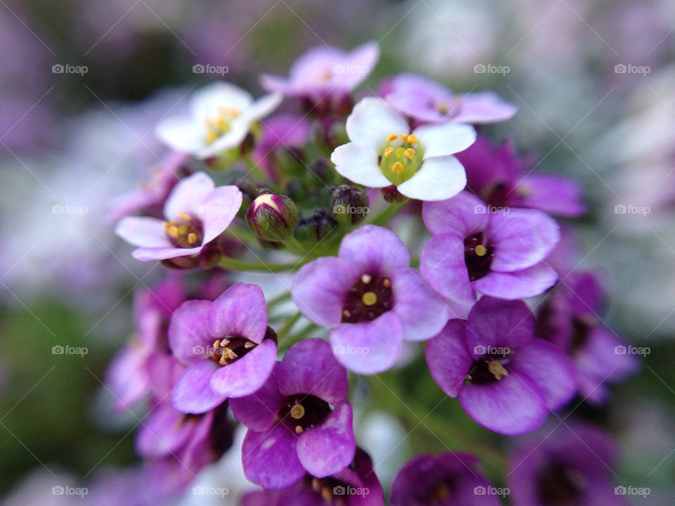 Purple flowers close up.