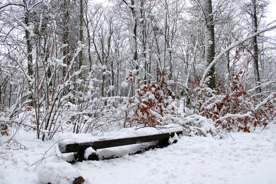 Amazing winter in the forest. A lot of snow covering branches of the trees.