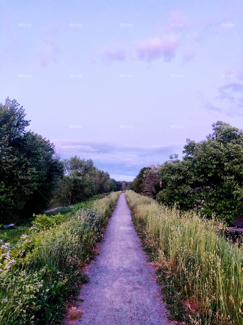 a meadow in western Massachusetts. 🌿