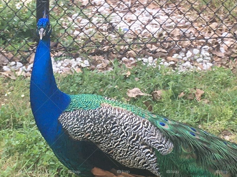 Wild peacock 🦚