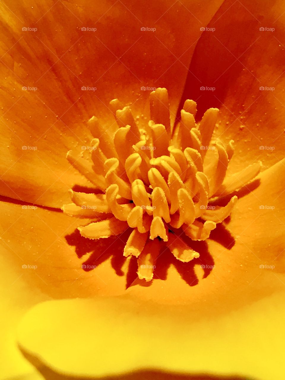 Close up poppy