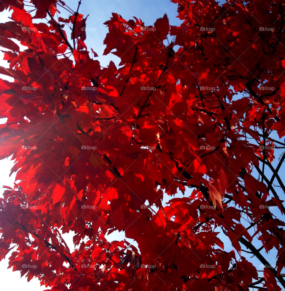fall autumn oaks mission5 by zackbrownphoto