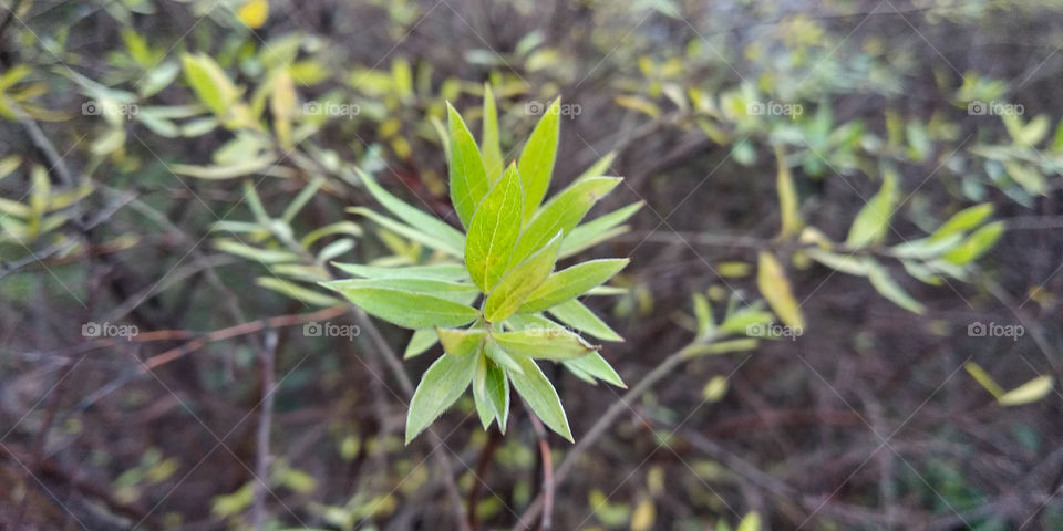 Green leaves of the bush