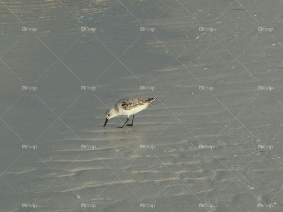 Clearwater Beach bird