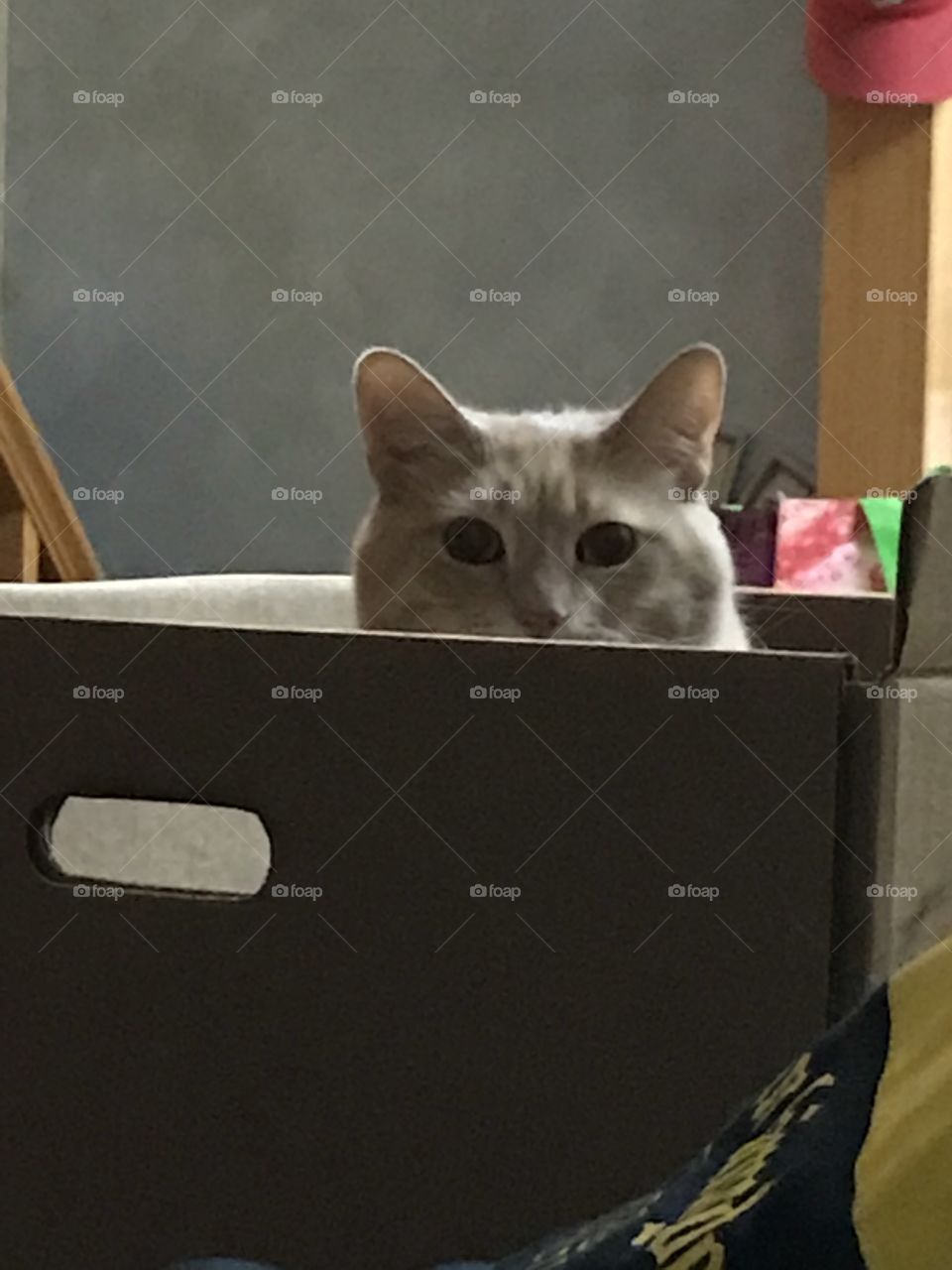A cat peeking out of a box