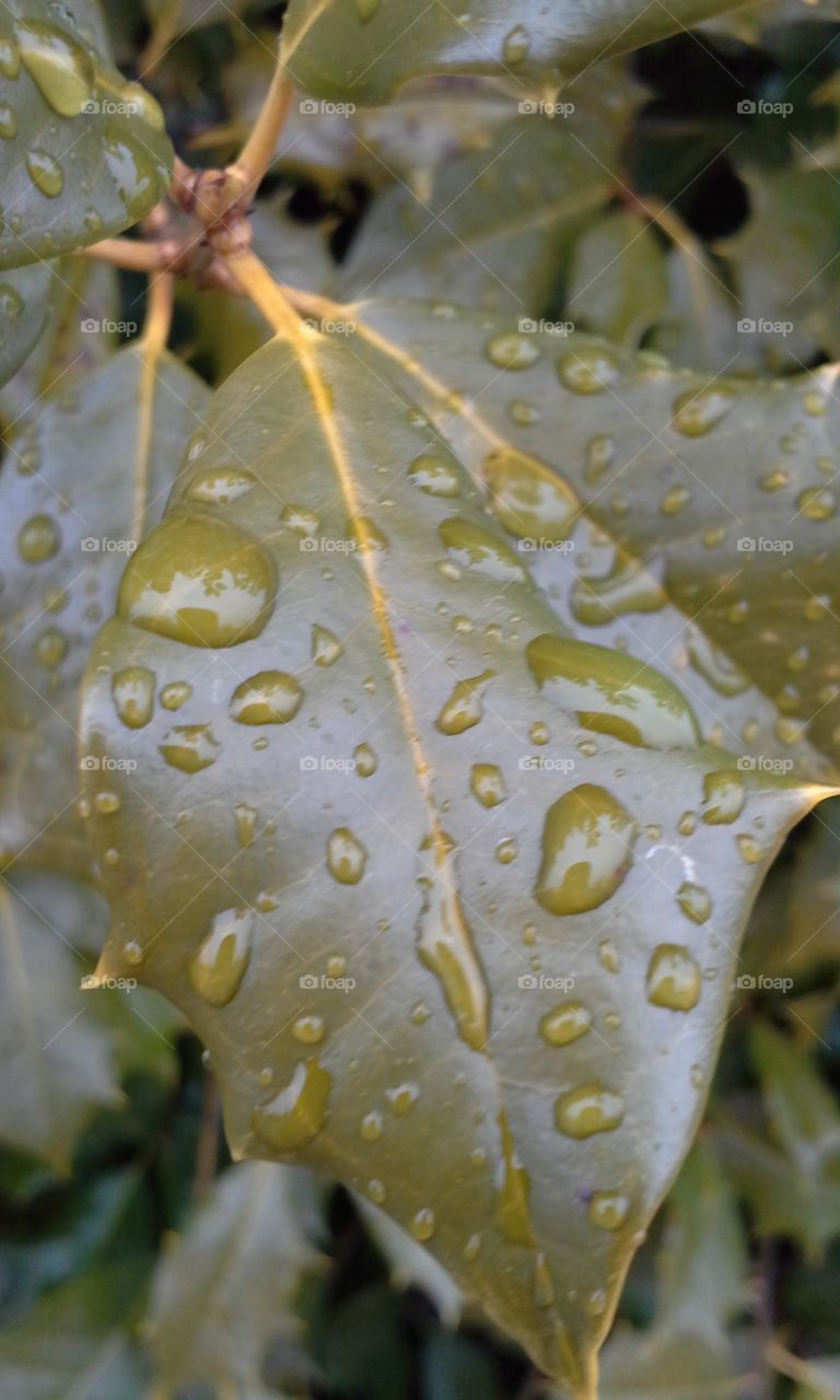 Water droplets on holly leaf