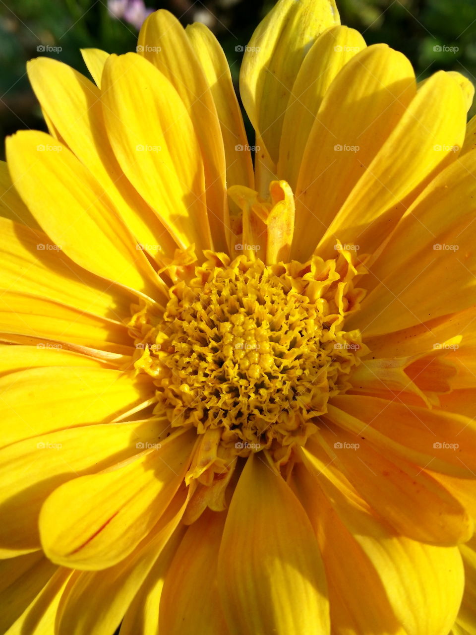 Yellow Flower