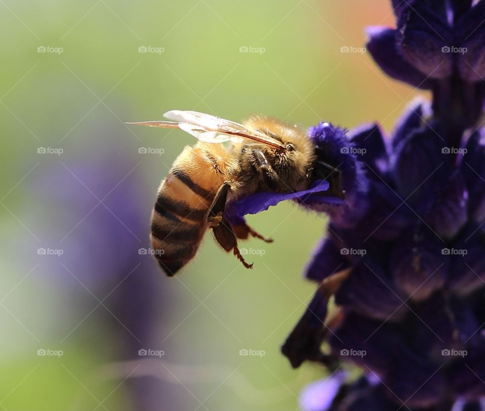 Honeybee collecting pollen from flowers.