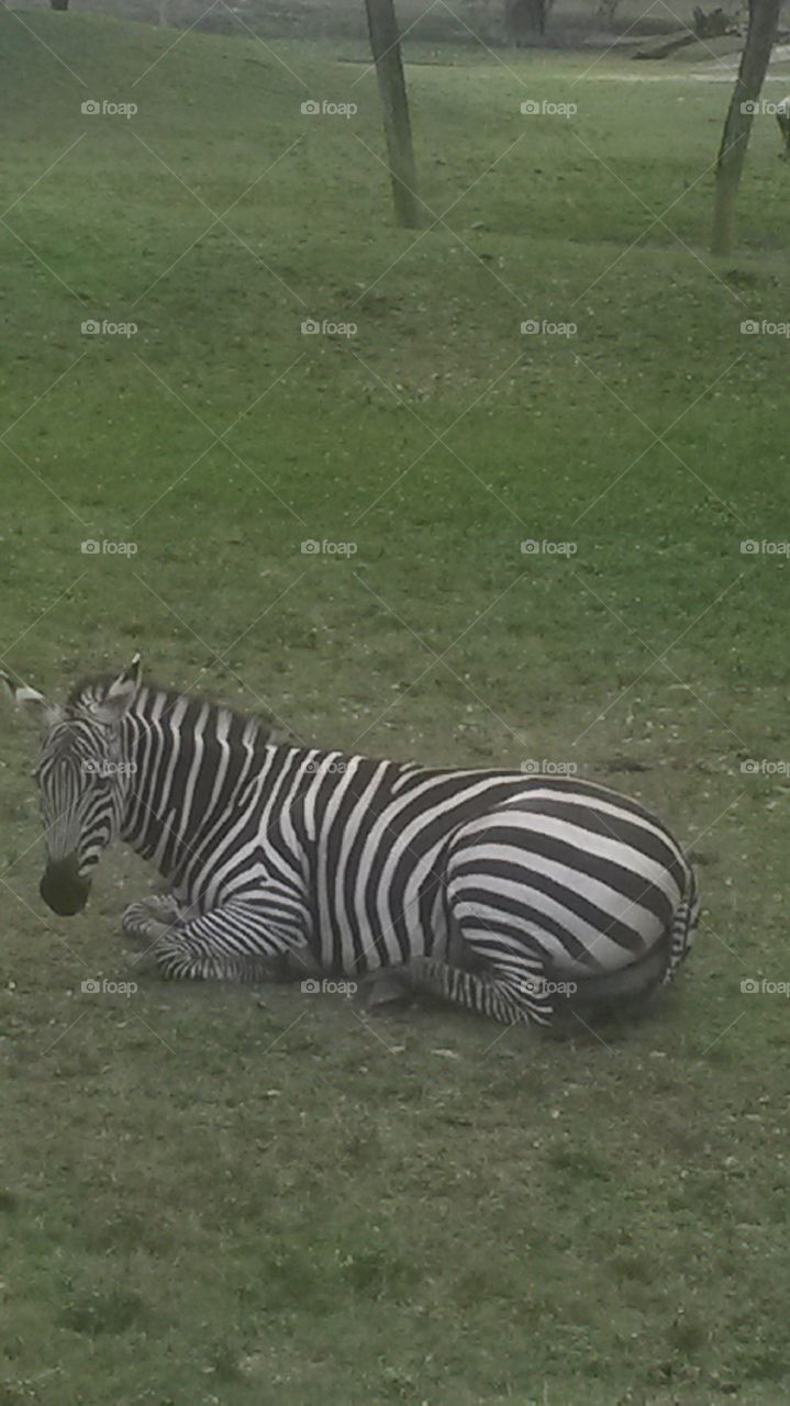 Saw this beautiful zebra laying down resting