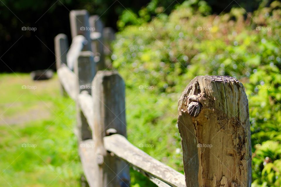 Fence Posts