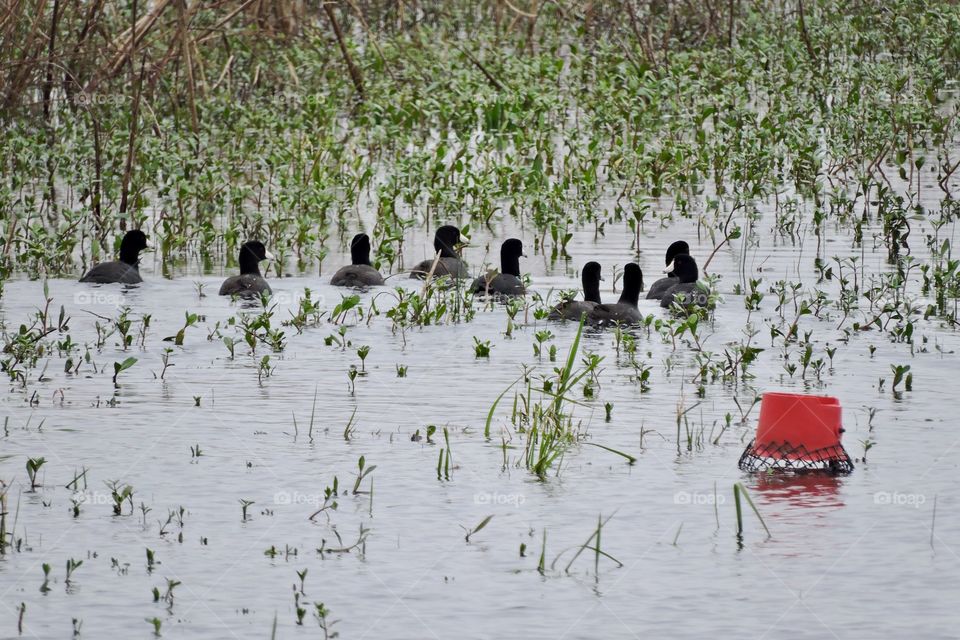 Coot swimming