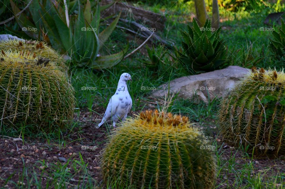 White Dove Love