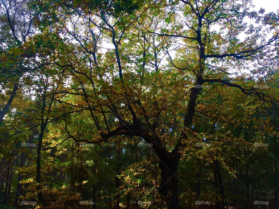 Oak tree in a forest with the leaves a vivid green