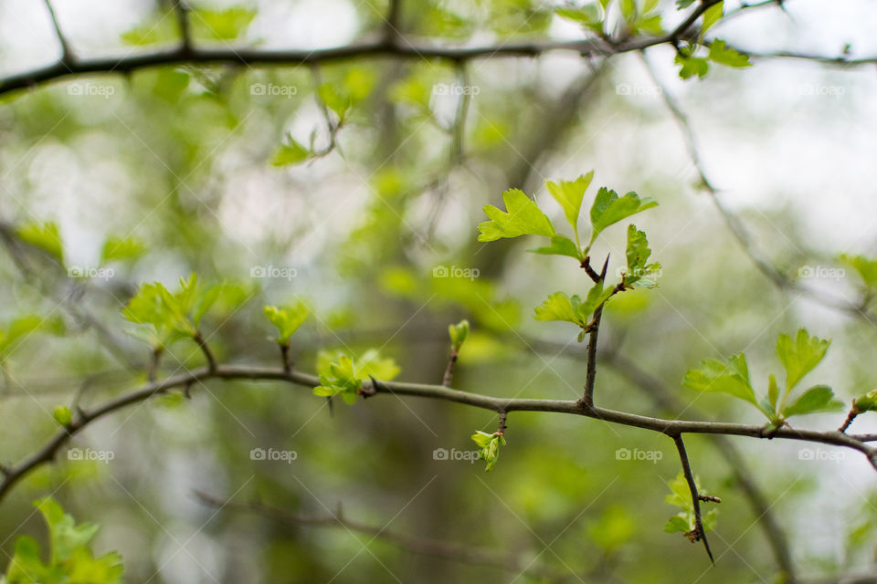 First spring leaves