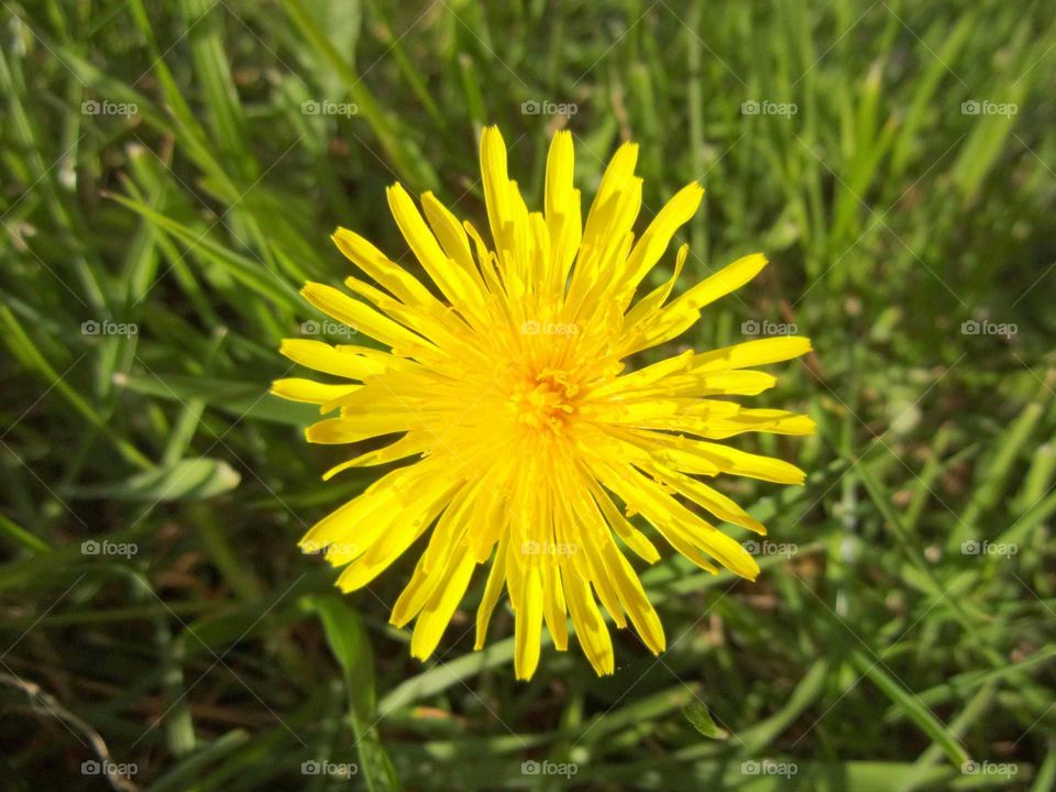 Close-up of yellow dandelion flower