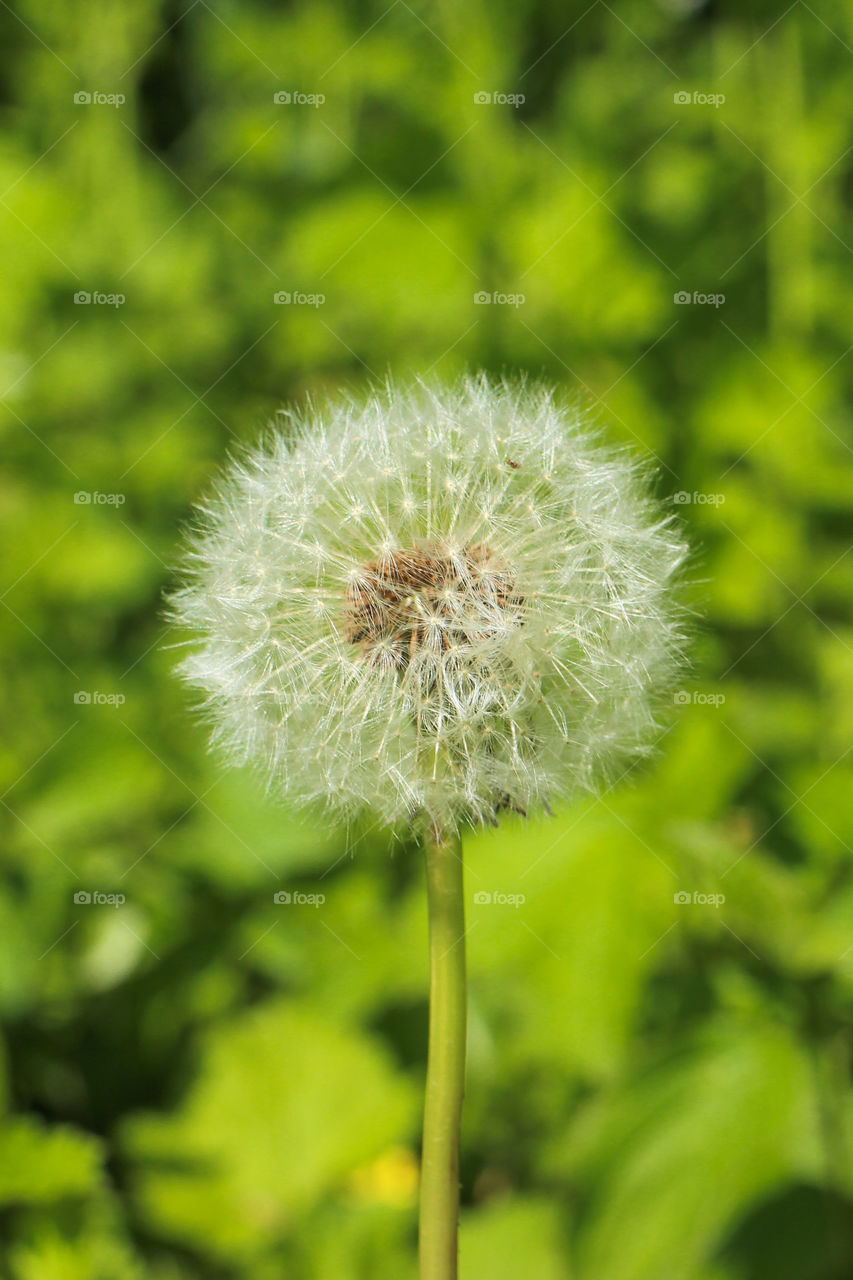 dandelion