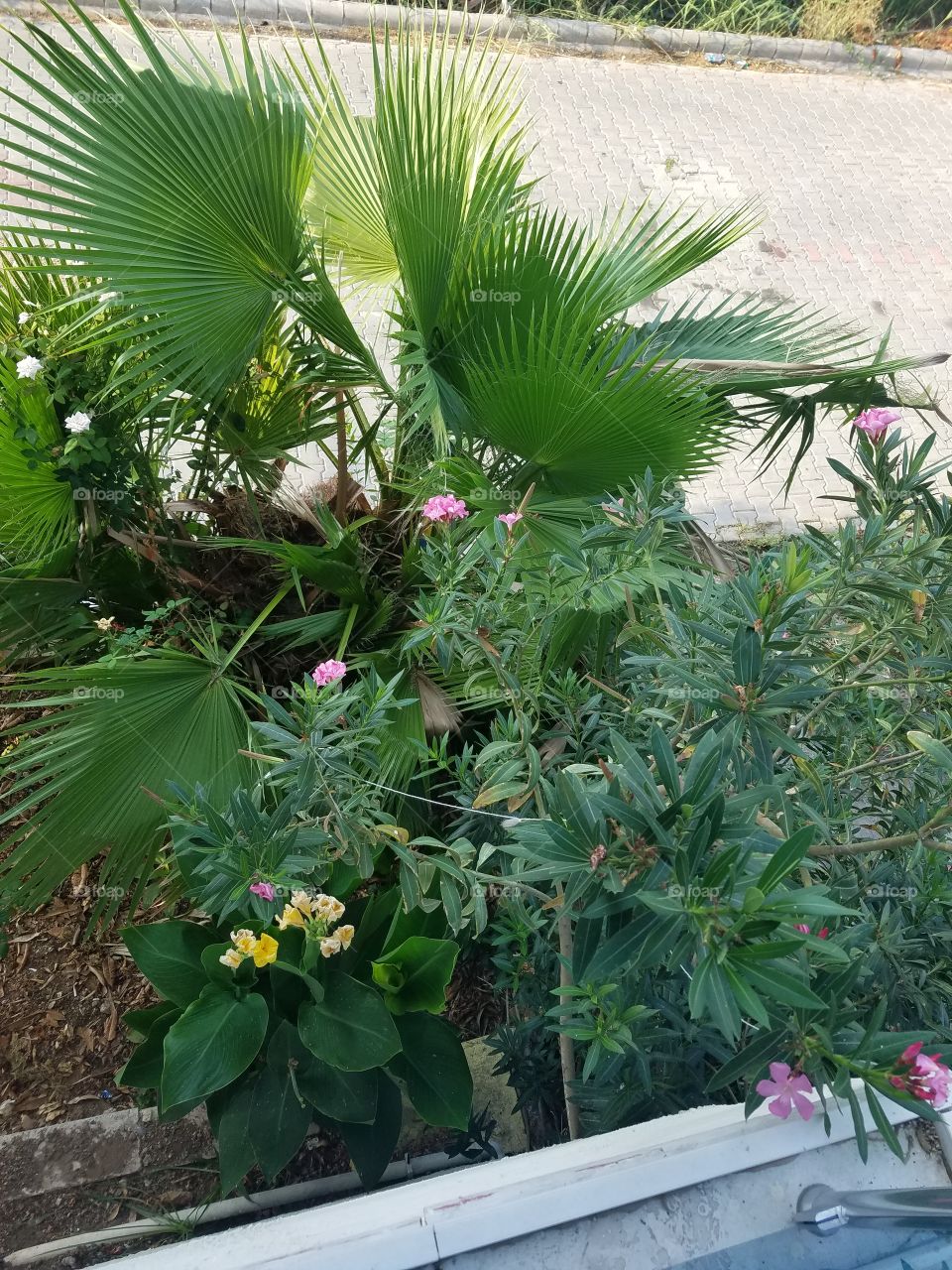 baby palms and flowers