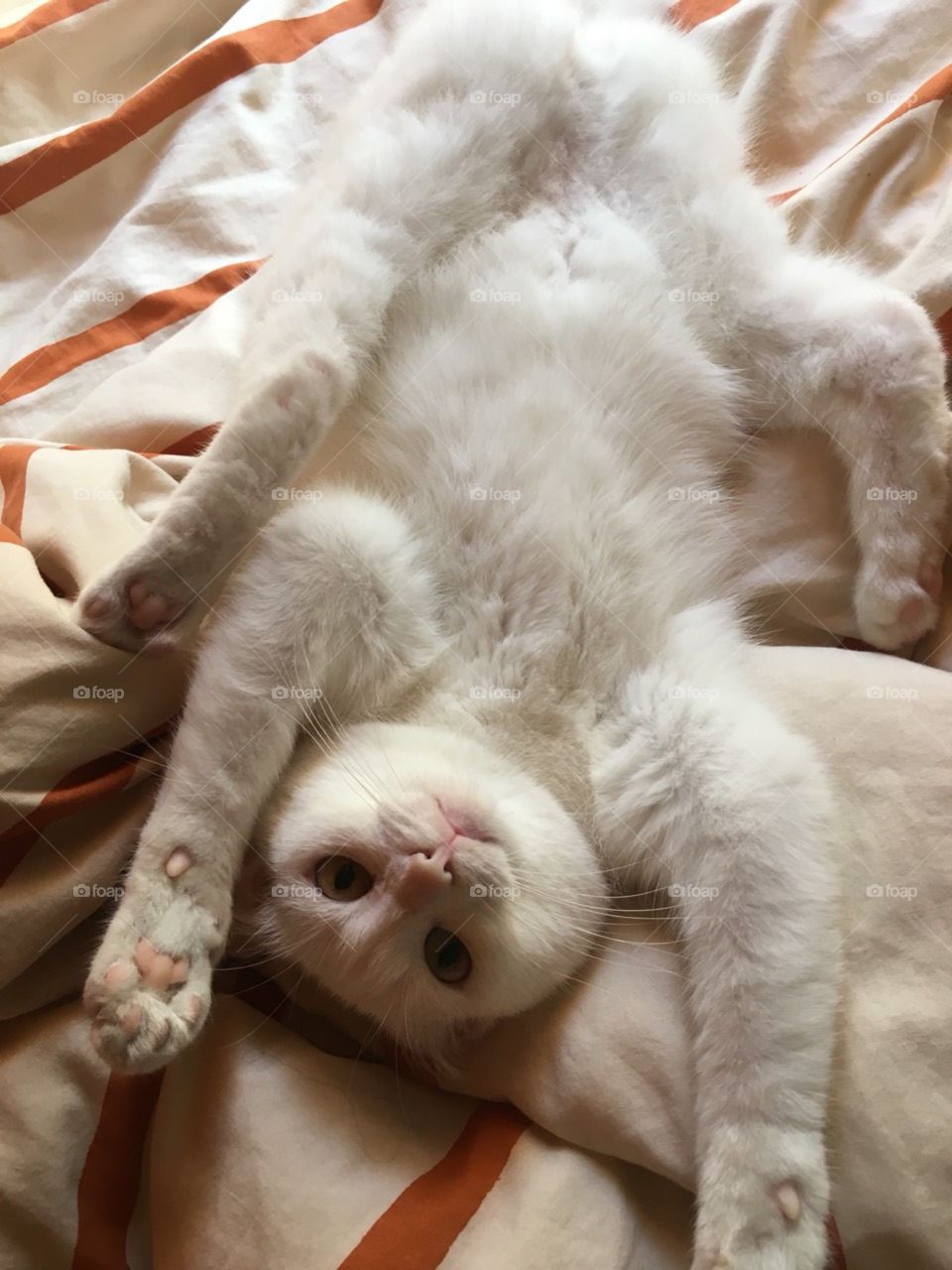 happy, crazy,  funny albino cat..(survived cancer..!! )