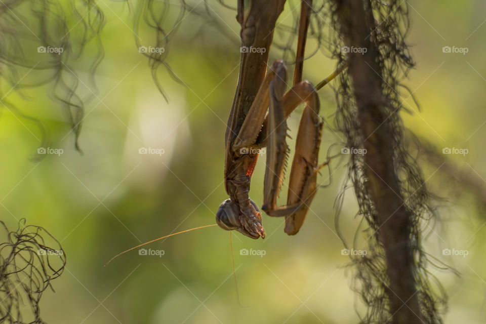 Foap, Flora and Fauna of 2019: A Chinese mantis hangs upside down from a dog fennel stem waiting for unsuspecting prey to wander by. 