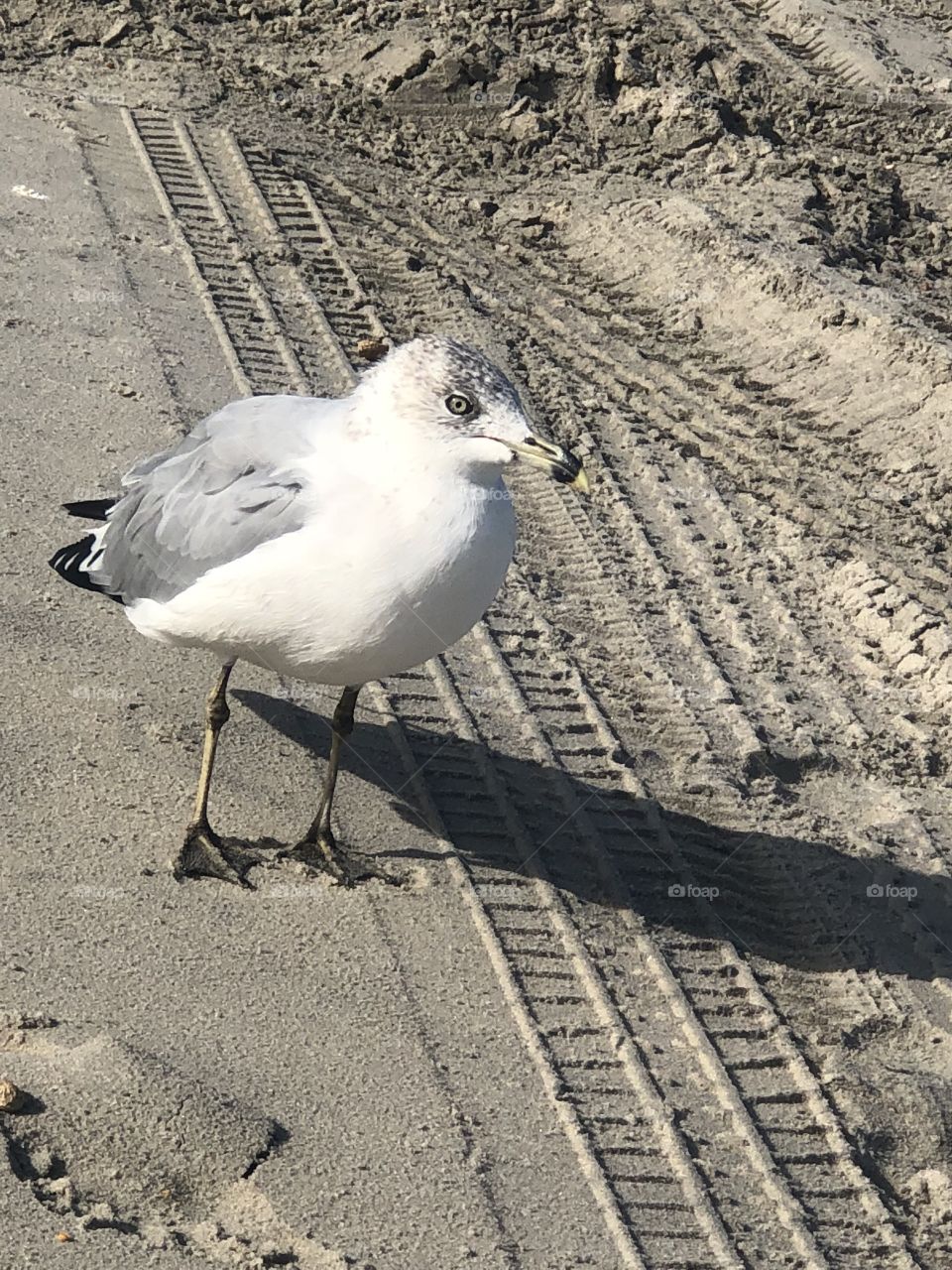 Seagull on the 4x4 beach in Corona NC