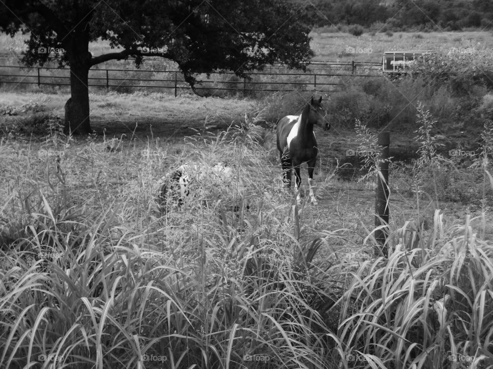 horse π΄ pasture. This is a picture I took of some horses that I saw while out riding my bike π² this weekend. π£ πΆ π π₯ π¨