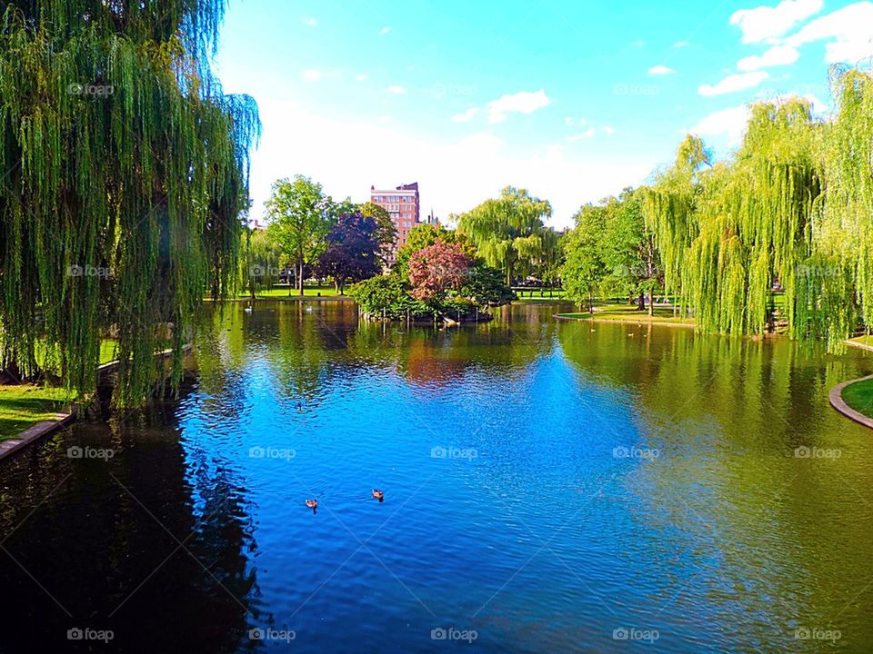 Boston Common Gardens