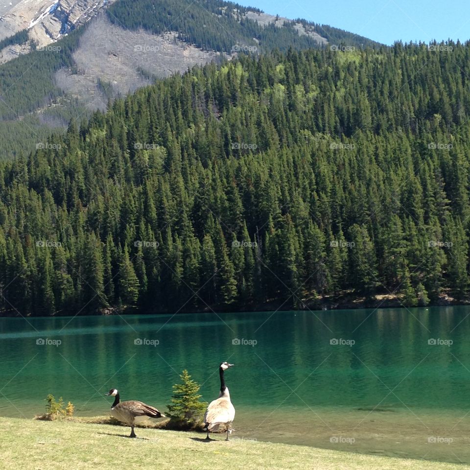 Geese at Two Jack Lake 