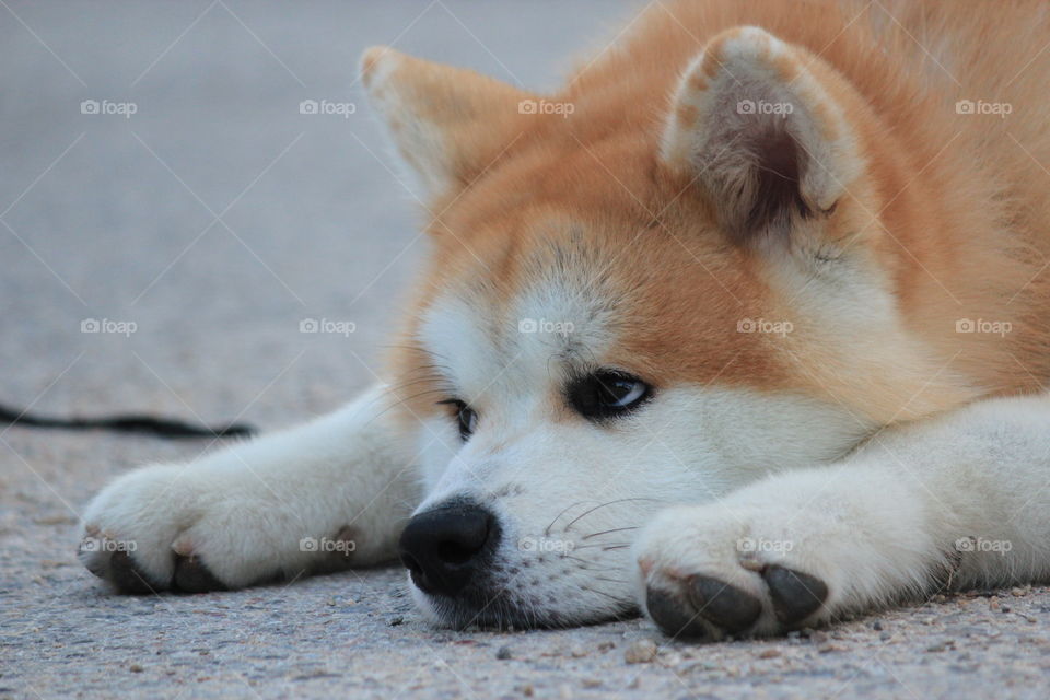 Bangou just wants to lay down