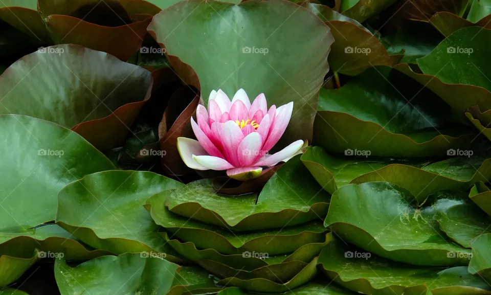 Blooming lotus