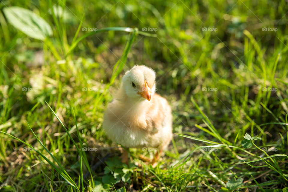 Little chicken