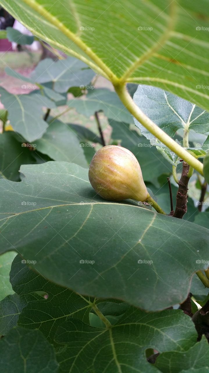 fig. a golden fig