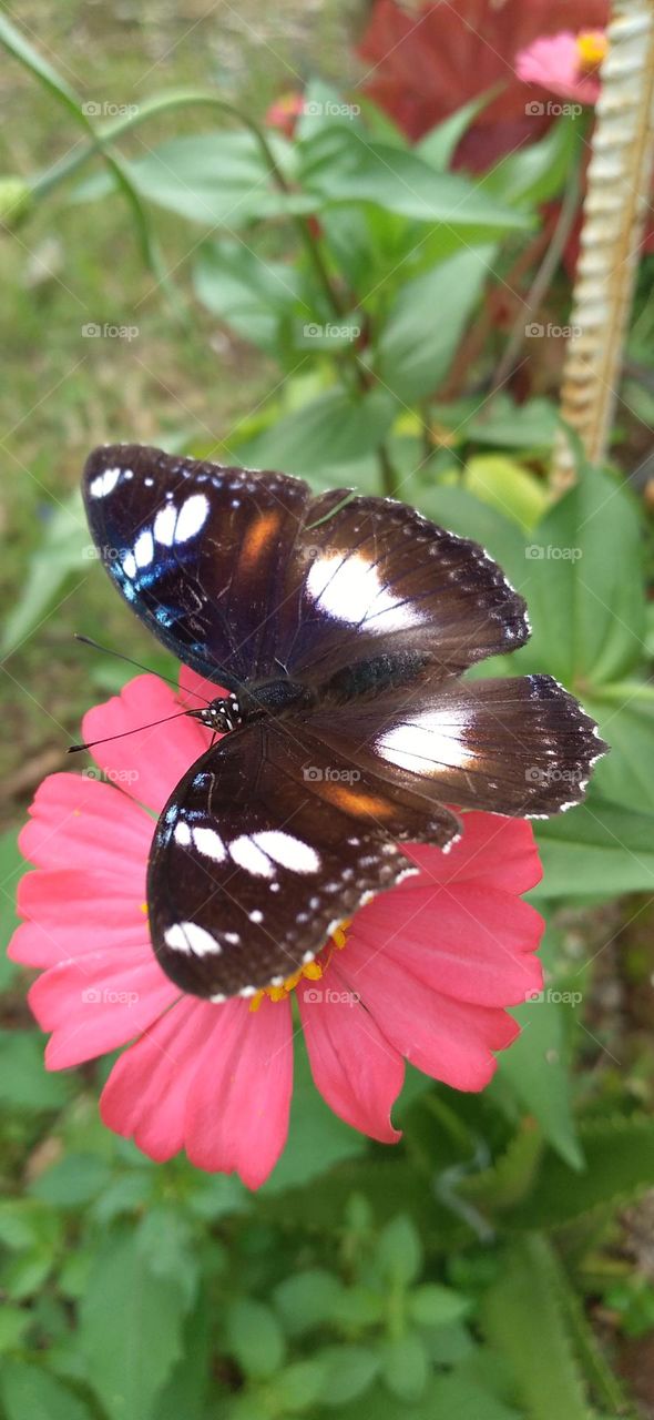 Beautiful butterfly perched on a zinnia flower