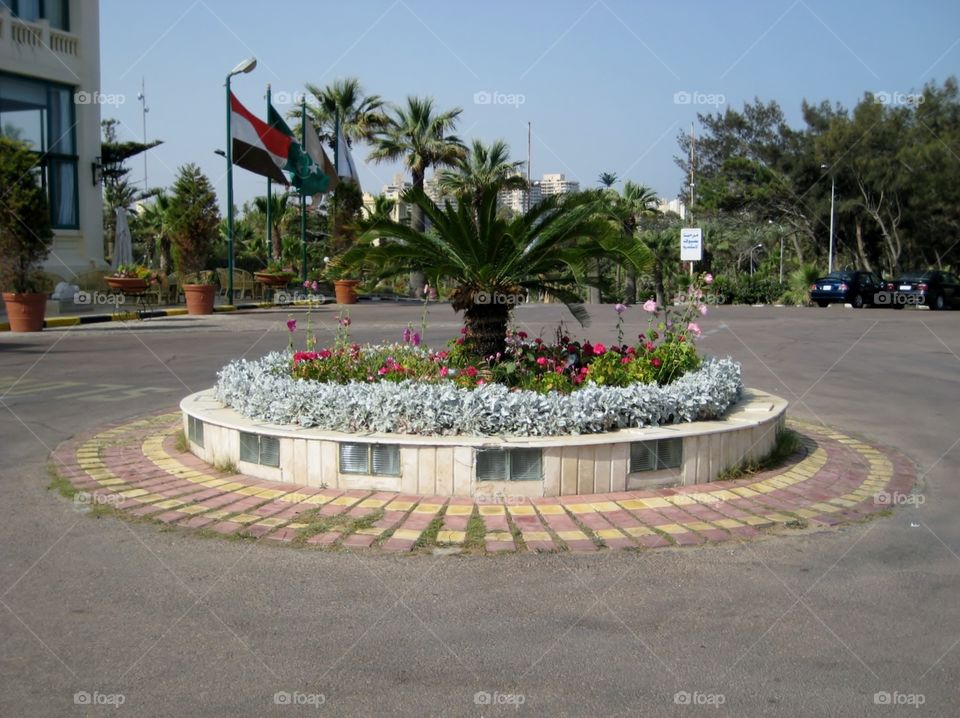 Alexandria Egypt. Flower Feature