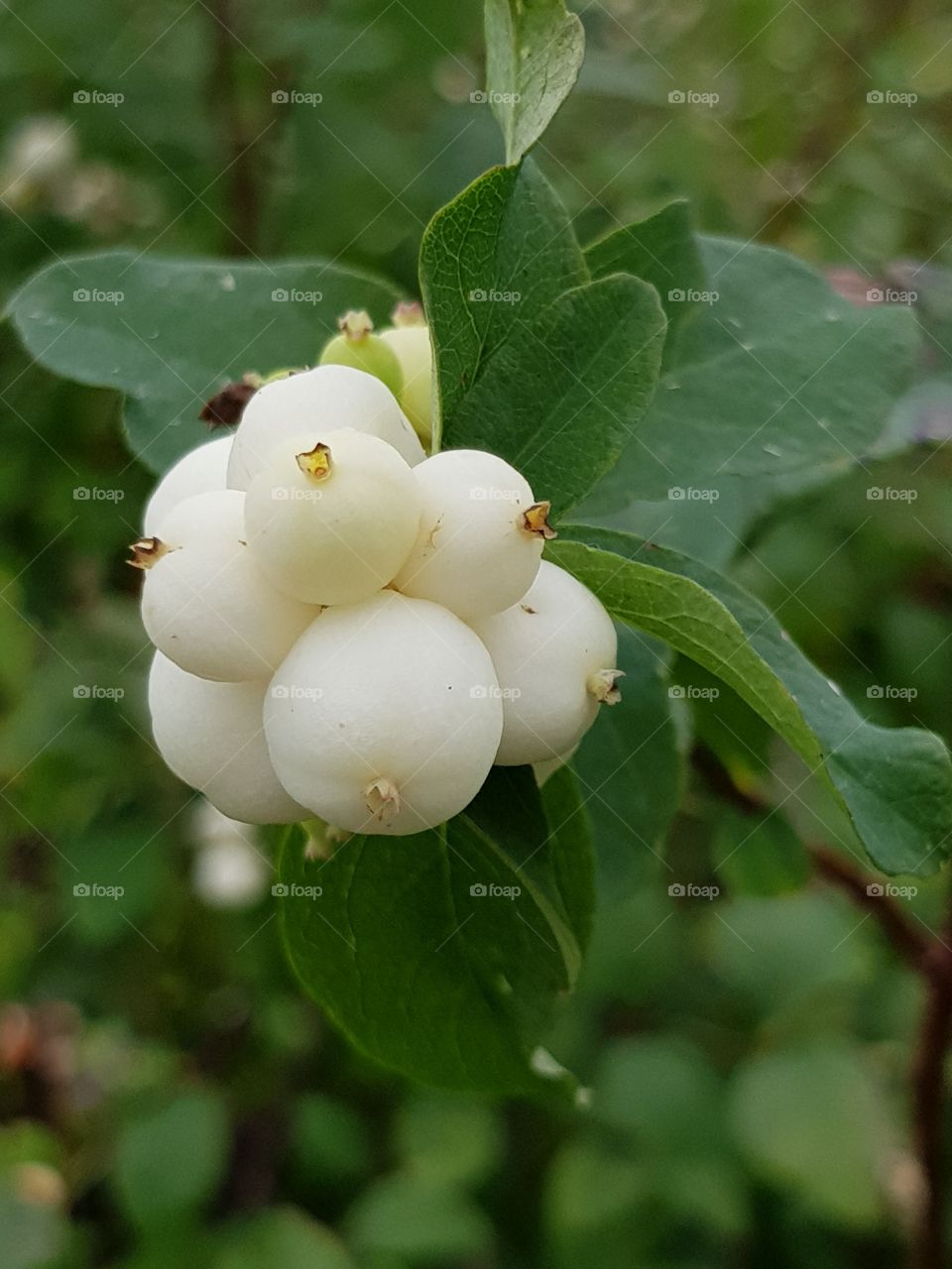 White berry
