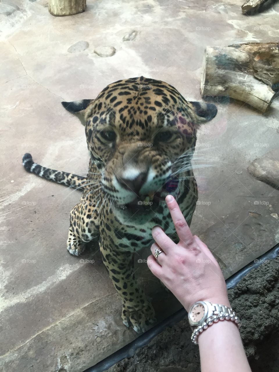 Lunch. Hungry jaguar