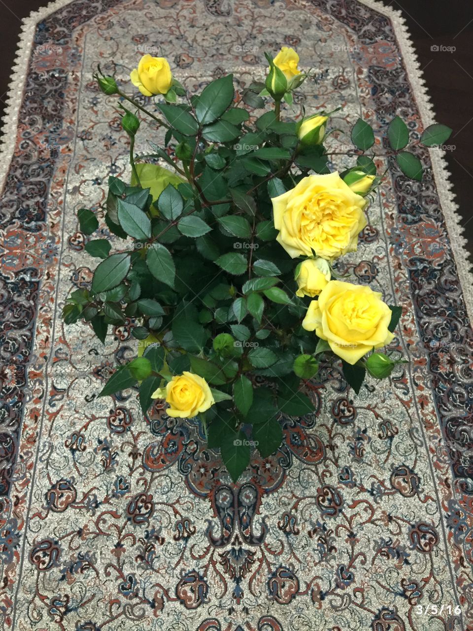 Yellow
Rose
Flower