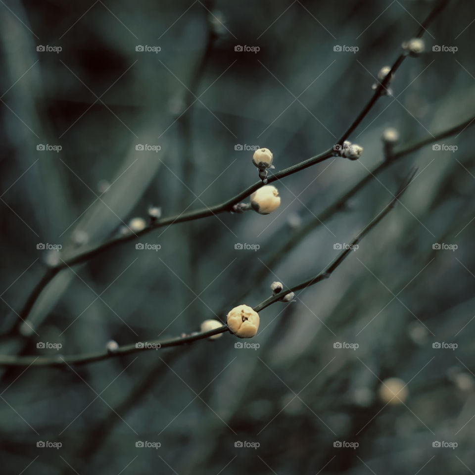 Yellow buds in spring